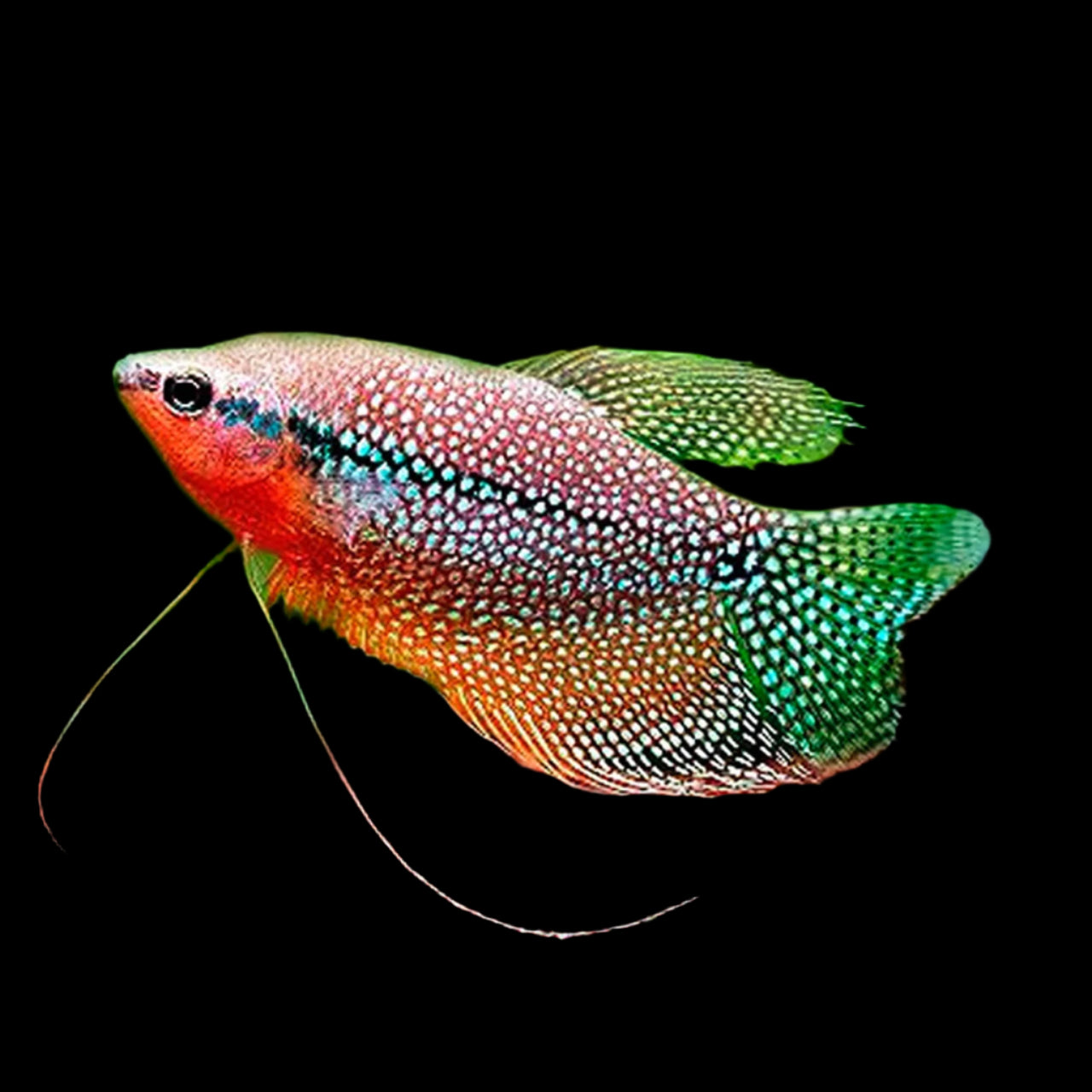 Pearl Gourami