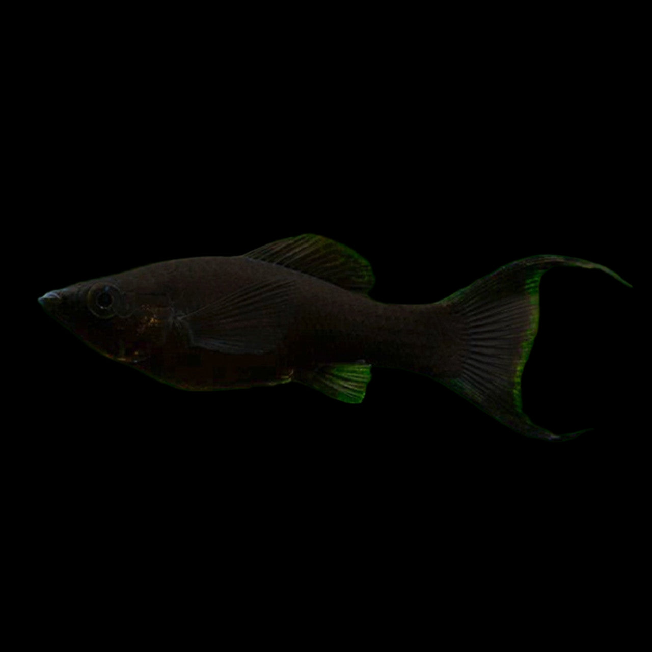 Black Lyretail Molly