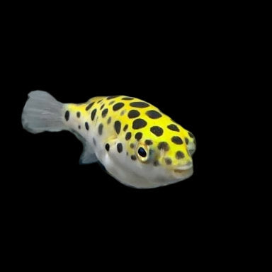 Green Spotted Puffer Fish