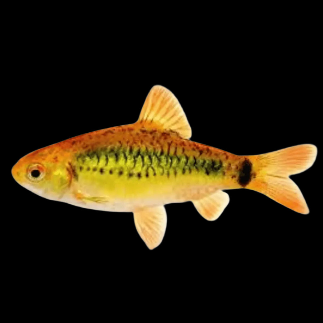 Golden Barb