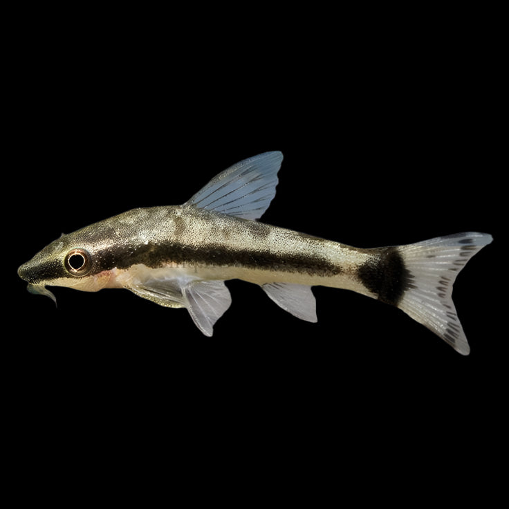 Otocinclus Catfish