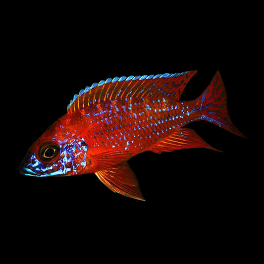 Red Peacock Cichlid