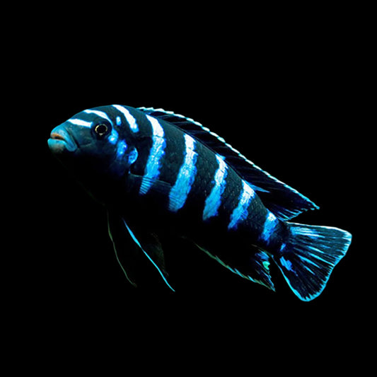 Demasoni Cichlid