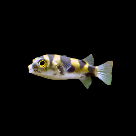 Amazon Puffer Fish