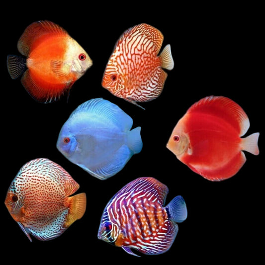 Discus (Assorted) 10cm