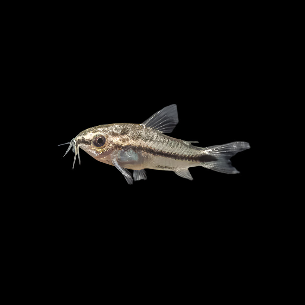 Pygmy Corydoras