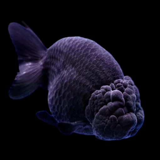 Black Thai Ranchu