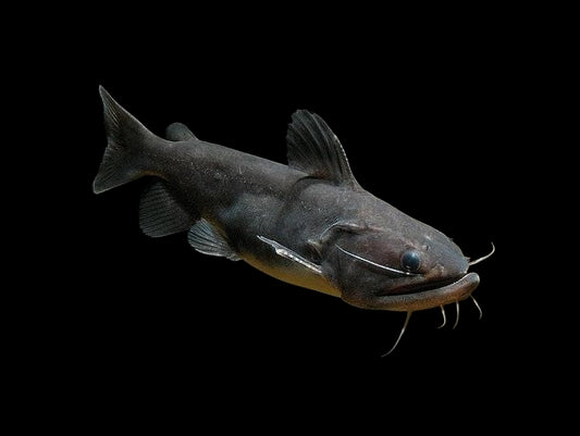 Gulper Catfish