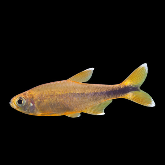 SIlver Tip Tetra