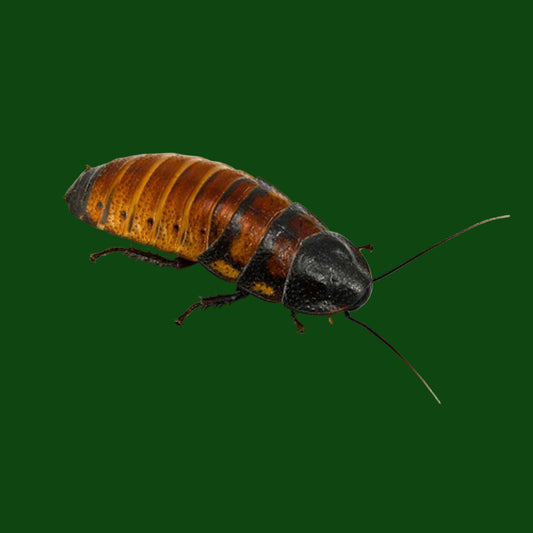 Giant Hissing Roach  x3