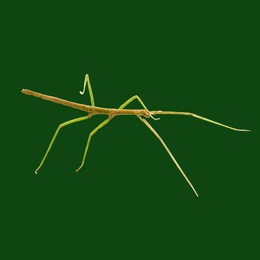 Indian Stick Insect Nympth x3