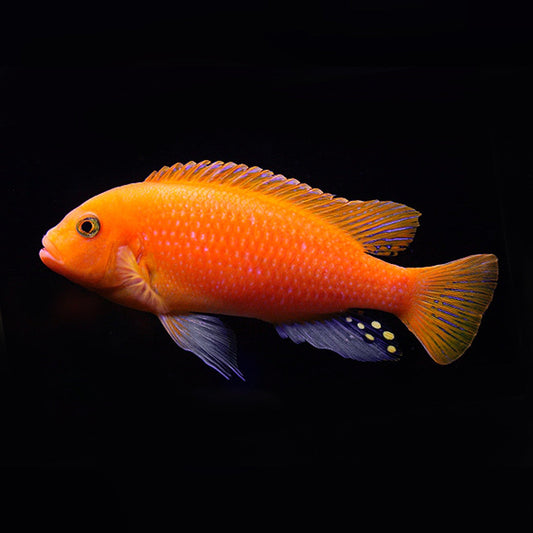Red Zebra Cichlid