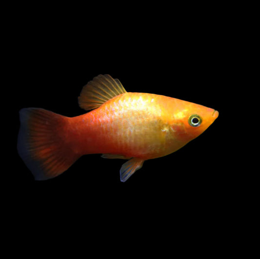 Sunset Platy