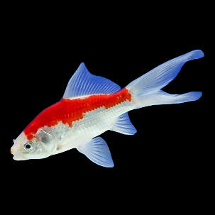 Sarasa Comet Goldfish