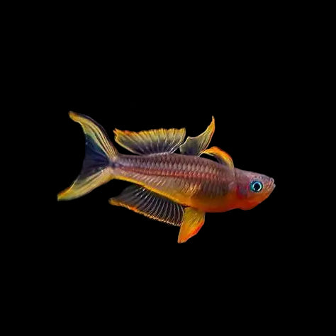 Forktail Rainbowfish