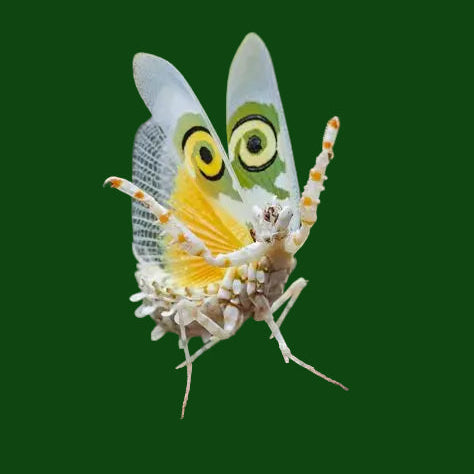 Spiny Flower Praying Mantis