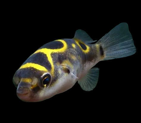Figure 8 puffer fish