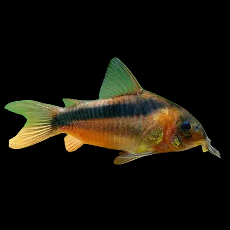 Rabaut's Cory (Corydoras rabauti)