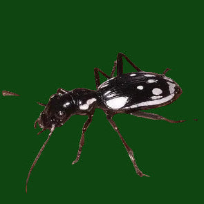 Egyptian Predator Beetle