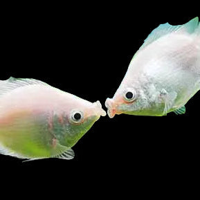 Pink Kissing Gourami