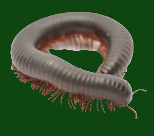 Giant Black Train Millipede