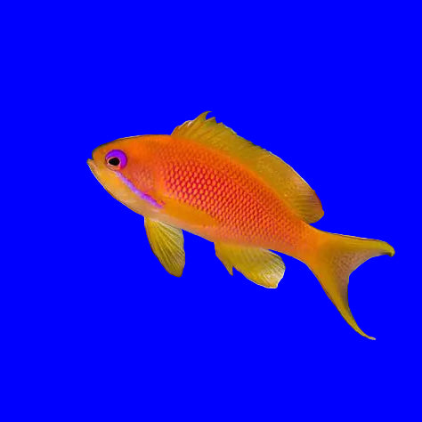 Anthias (Lyretail)