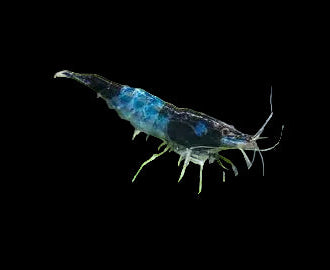 Blue Rilli Shrimp