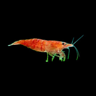 Red Cherry Shrimp