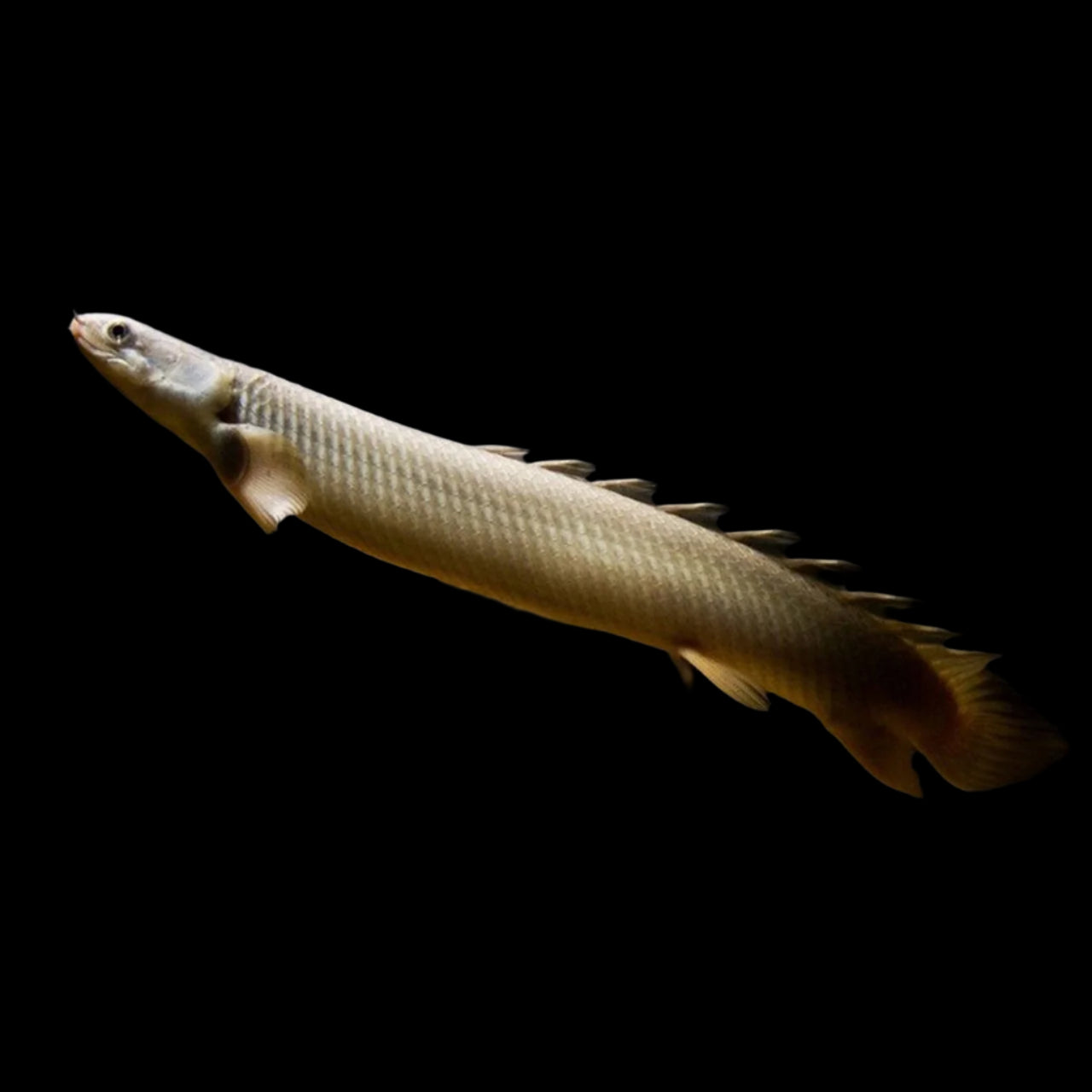 Senegal Bichir