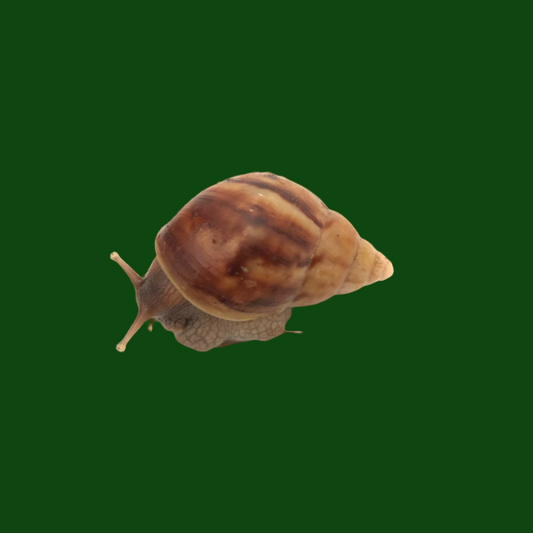 Giant African Land Snail