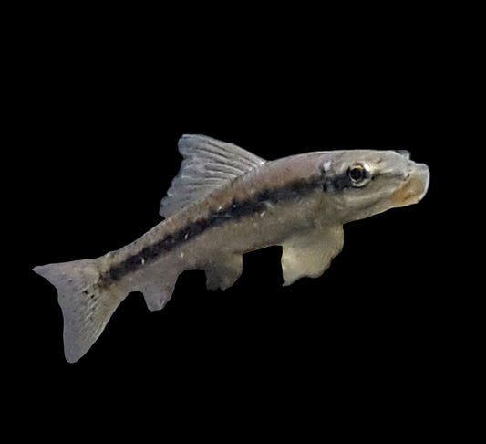 Chinese Algae Eater