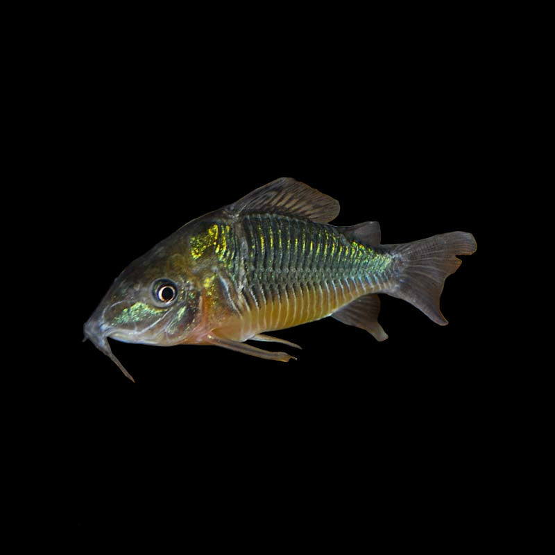 Emerald Cory (Brochis splendens)