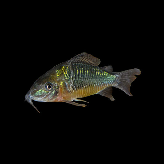 Emerald Cory (Brochis splendens)