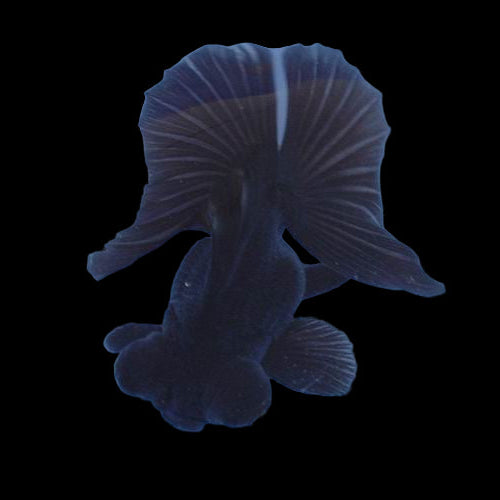 Black Butterfly Goldfish