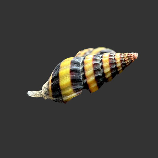 Assassin Snail