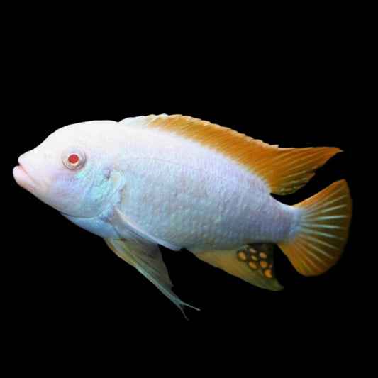 Red Top Albino Cobalt Zebra