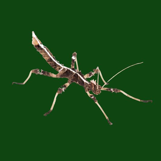 Sunny Stick Insect