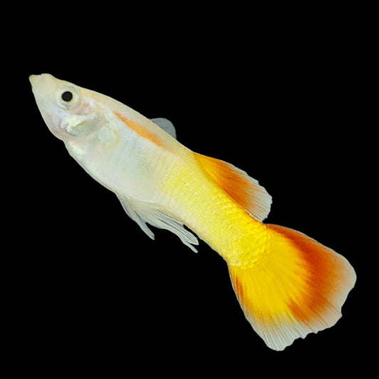 Sunset Guppy (Male)