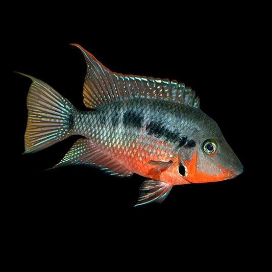 Firemouth Cichlid