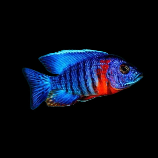 Red Shoulder Peacock 5cm