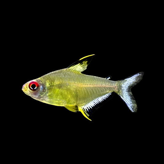 Lemon Tetra