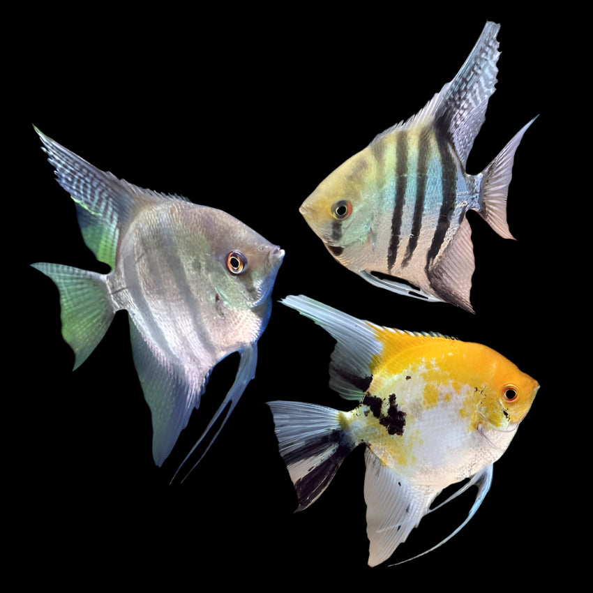 Angelfish (Assorted) 5cm