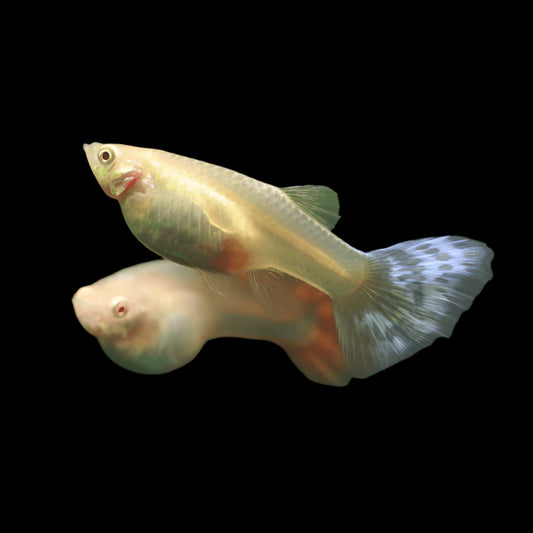 Female Guppy (Mixed)