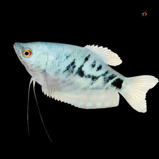 Opaline Gourami