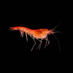 Opae ula - Hawaiian Red Shrimp