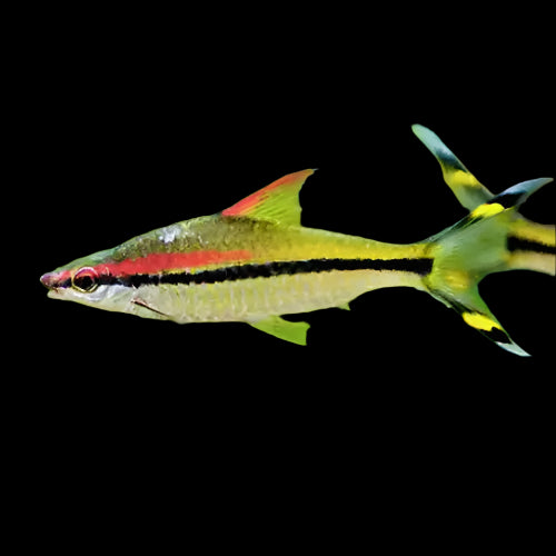 Red Line Torpedo Barb