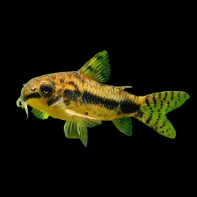 Salt and Pepper Cory WILD