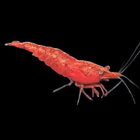 Fire Red Shrimp