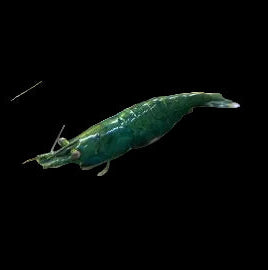 Green Jade Shrimp