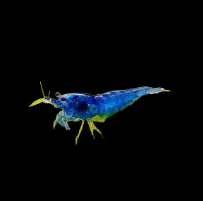 Blue Velvet Shrimp